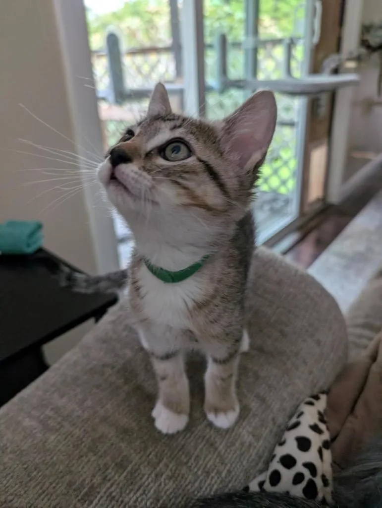 A baby small-sized male Domestic Short Hair cat named Jasper Aka Leaf for adoption in Gorham, ME