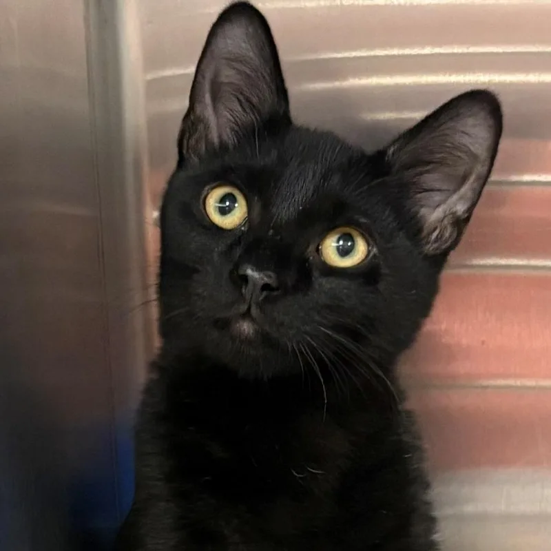 A baby medium-sized male Black Domestic Short Hair cat named Poodie for adoption in East Hanover, NJ