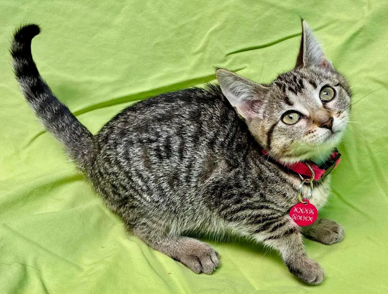 A baby medium-sized female Tabby (Gray / Blue / Silver) Domestic Short Hair cat named Carrot for adoption in Alexandria, MN