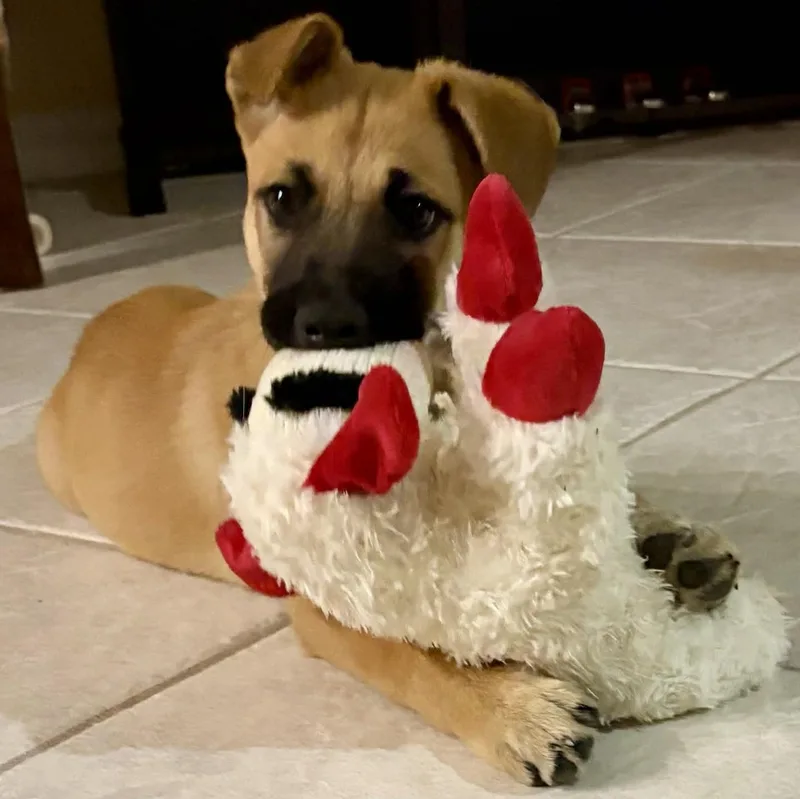 A baby medium-sized female Golden German Shepherd Dog dog named Maeve for adoption in Guilford, CT