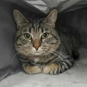 An adult medium-sized male Brown / Chocolate Domestic Short Hair cat named Conspiracy for adoption in Winthrop, ME