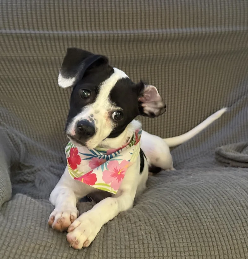 A young small-sized female White / Cream Rat Terrier dog named Poppy for adoption in Yadkinville, NC