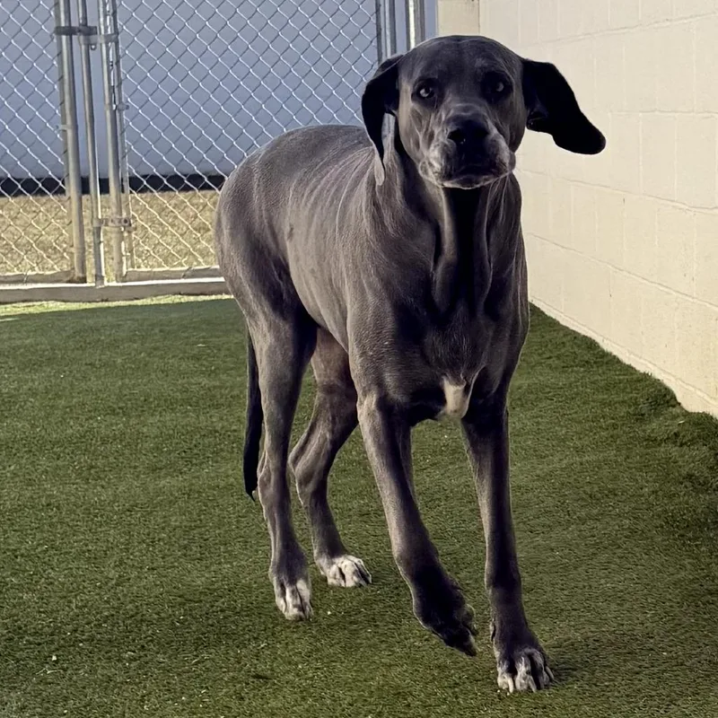 Rock Candy thumbnail 3