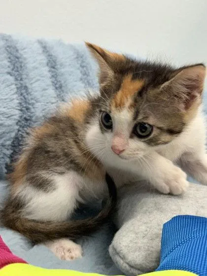 A baby small-sized female Domestic Medium Hair cat named Callie for adoption in Sebec, ME