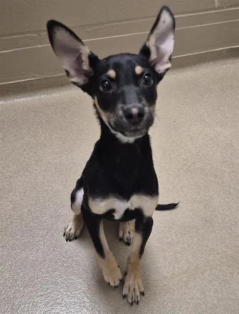 A baby small-sized female German Shepherd Dog dog named Mrs. White for adoption in Decatur, IL