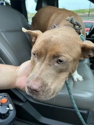 An adult medium-sized female Mixed Breed dog named Bonnie for adoption in Atlanta, GA