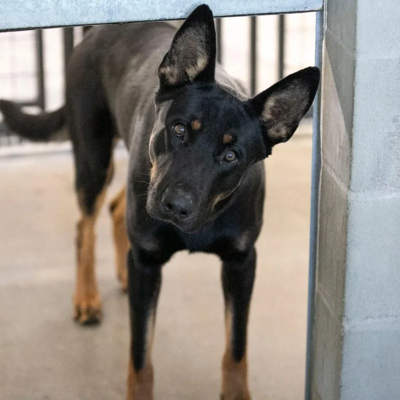A young medium-sized male Black German Shepherd Dog dog named Prince for adoption in Peyton, CO