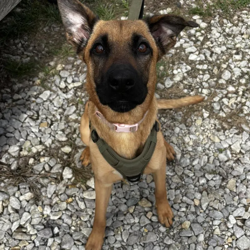 A young small-sized female Brown / Chocolate Mixed Breed dog named Skylar Dawn for adoption in Huntington, WV