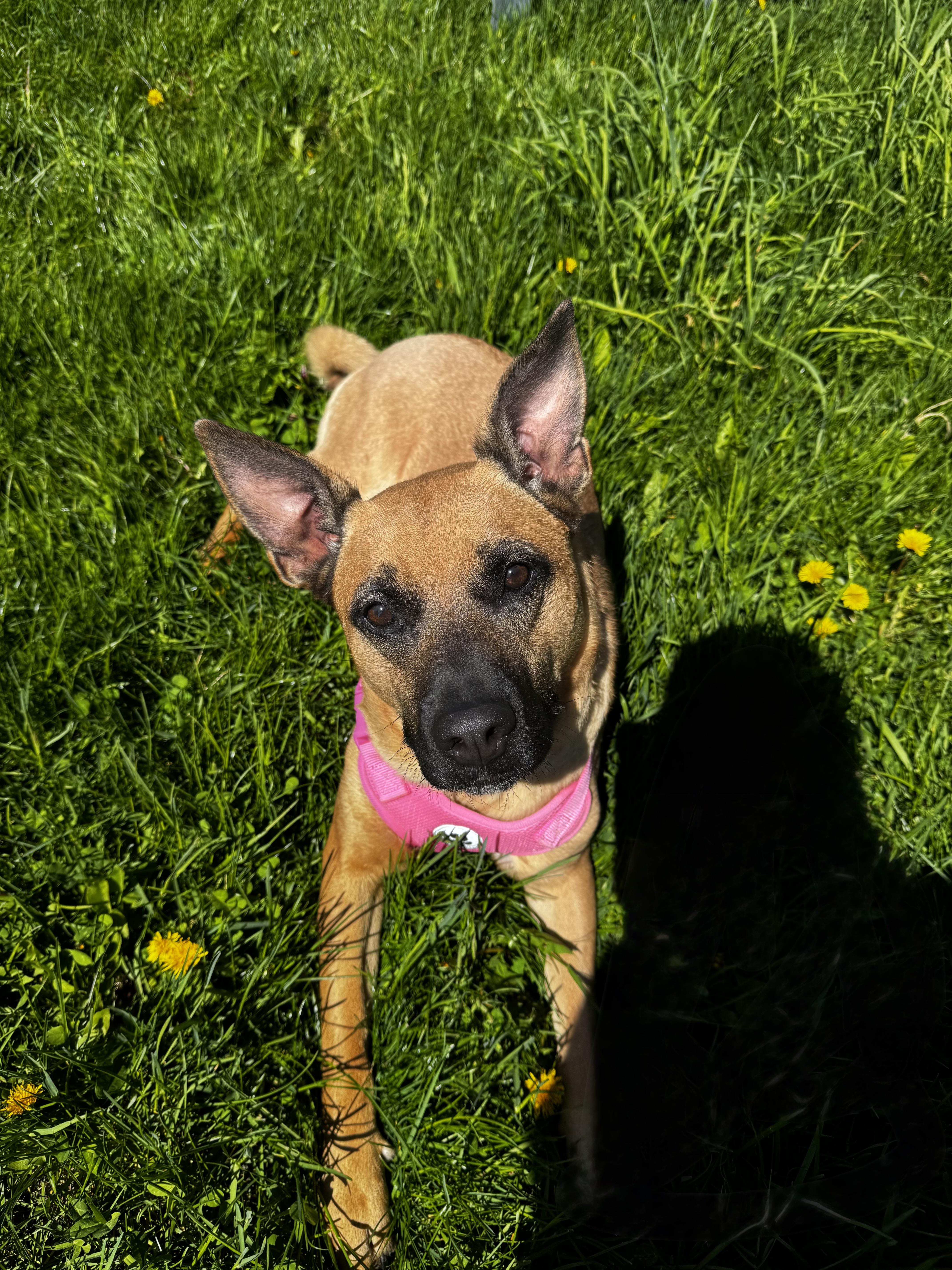 Sadie
