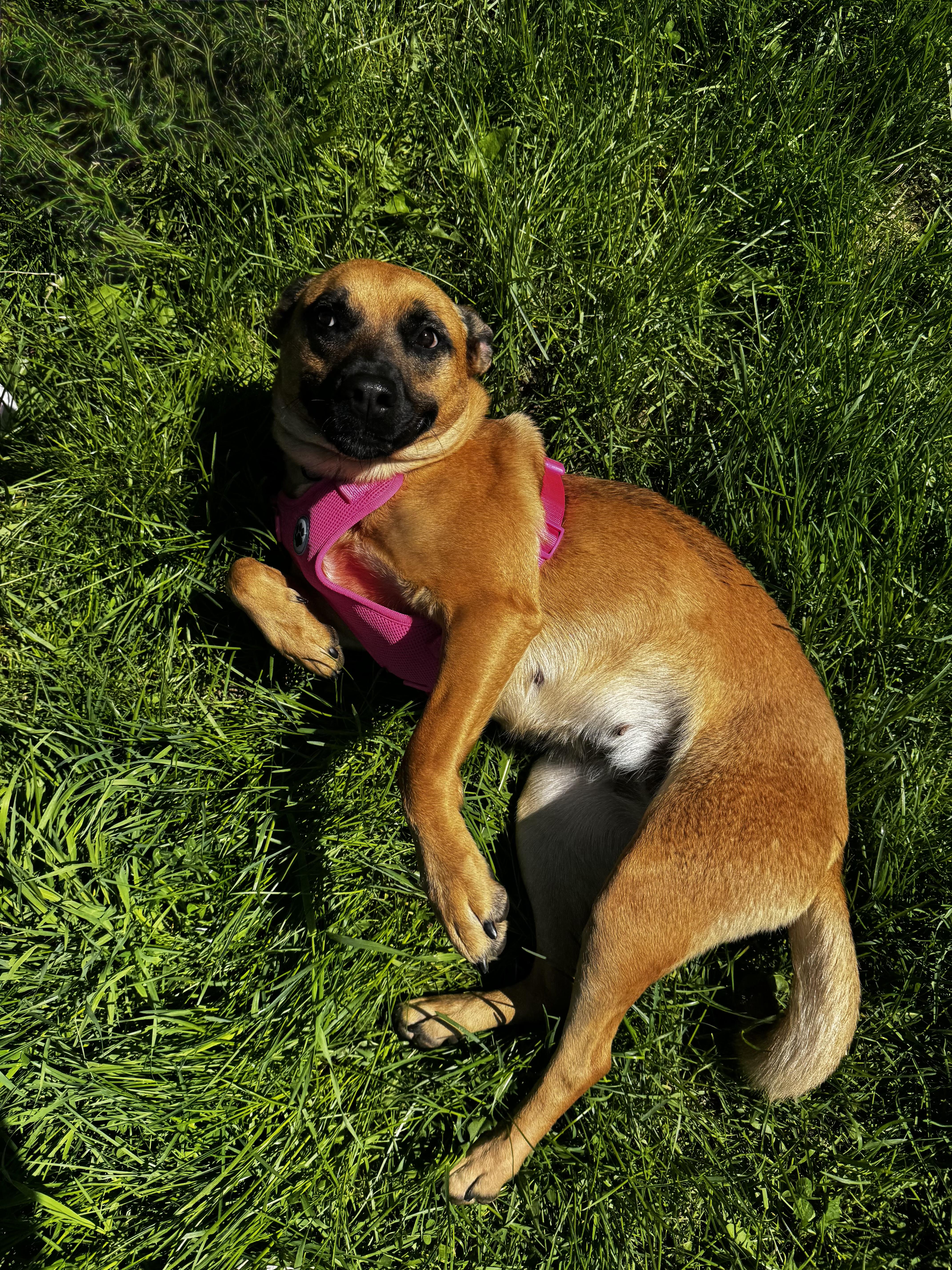 Sadie thumbnail 2