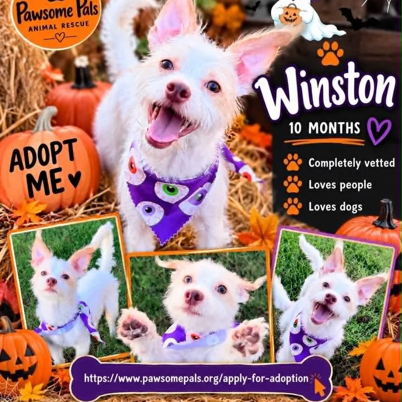 Winston Is  Pounds thumbnail 6
