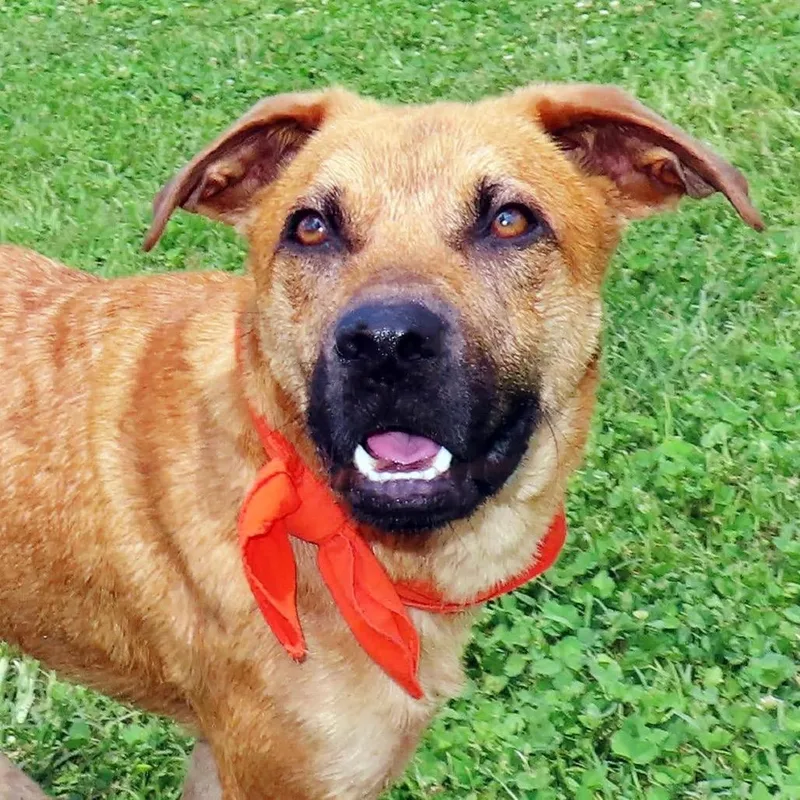A young medium-sized male Yellow / Tan / Blond / Fawn Black Mouth Cur dog named Catfish for adoption in Wadena, MN