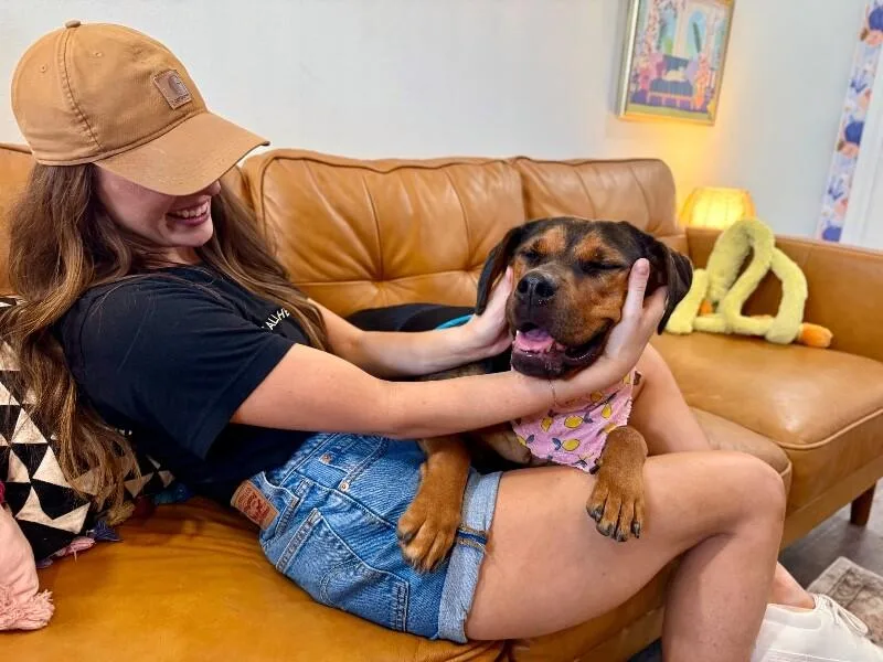 A young medium-sized female Black Hound dog named Lola Bear The Silly for adoption in Friendswood, TX