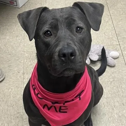 An adult large-sized female Black Mixed Breed dog named Shyla for adoption in Hamilton, OH