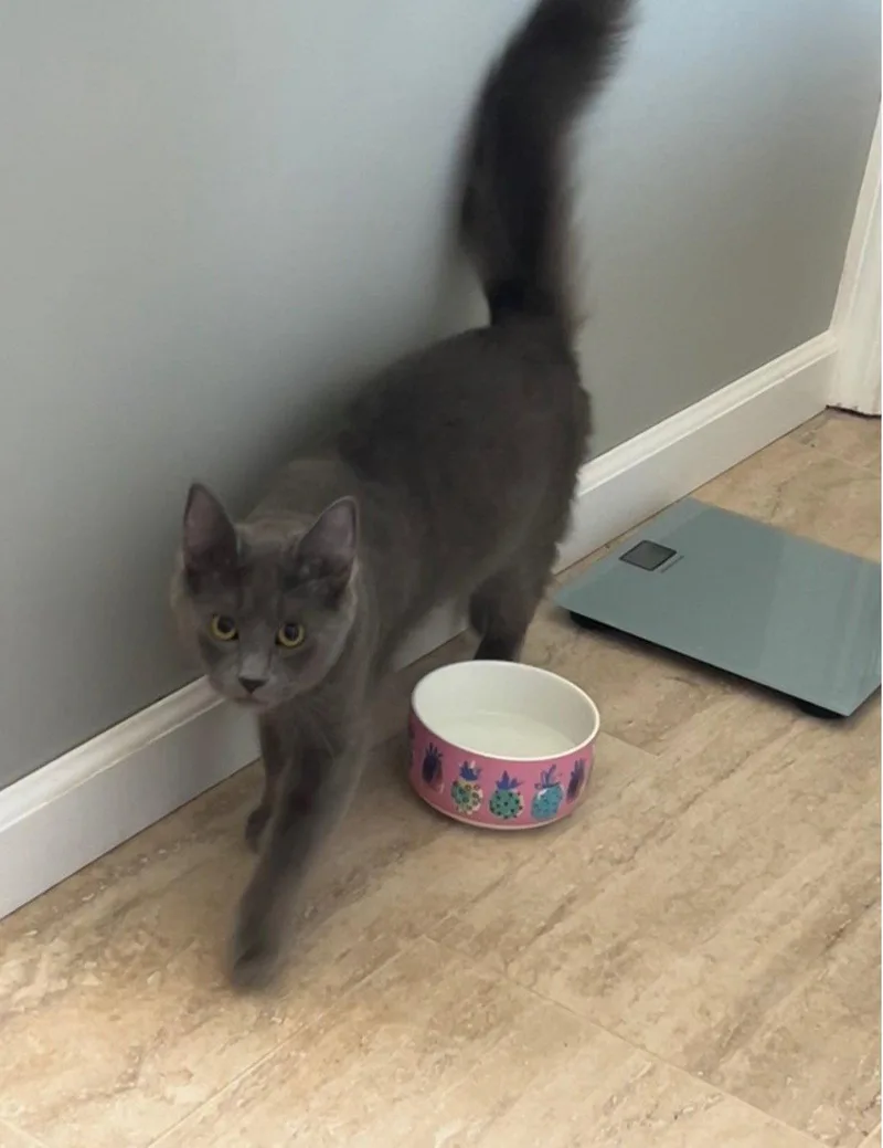 A young medium-sized female Gray / Blue / Silver Domestic Short Hair cat named Journey for adoption in Fayetteville, GA