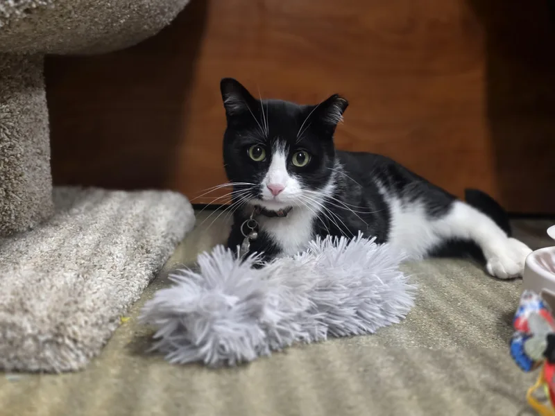 Faitha Gentle Soul In thumbnail 2