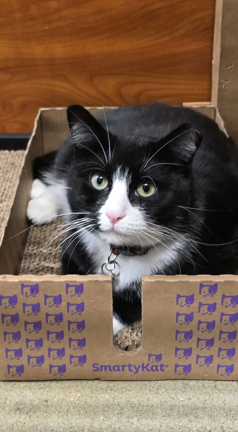 Faitha Gentle Soul In thumbnail 3