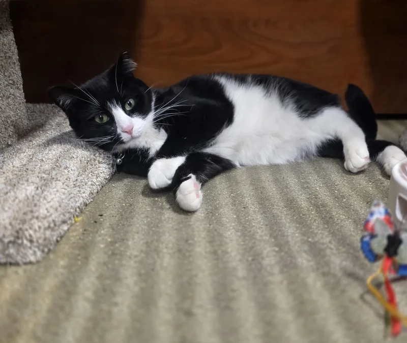 Faitha Gentle Soul In thumbnail 5