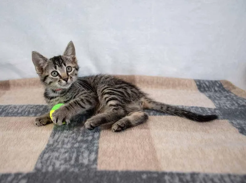A baby medium-sized female Domestic Short Hair cat named Koala for adoption in Kennesaw, GA