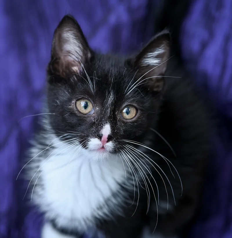A young medium-sized male Black & White / Tuxedo Tuxedo cat named Mowgli for adoption in Chattanooga, TN