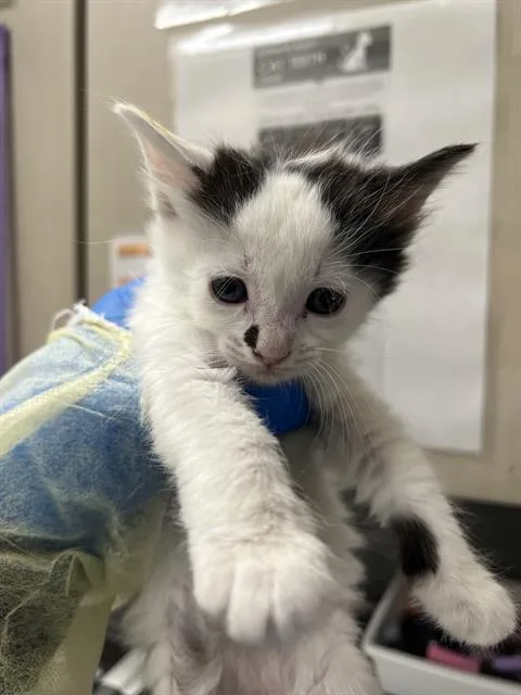 A baby small-sized female Domestic Short Hair cat named Beep Bop for adoption in Las Vegas, NV