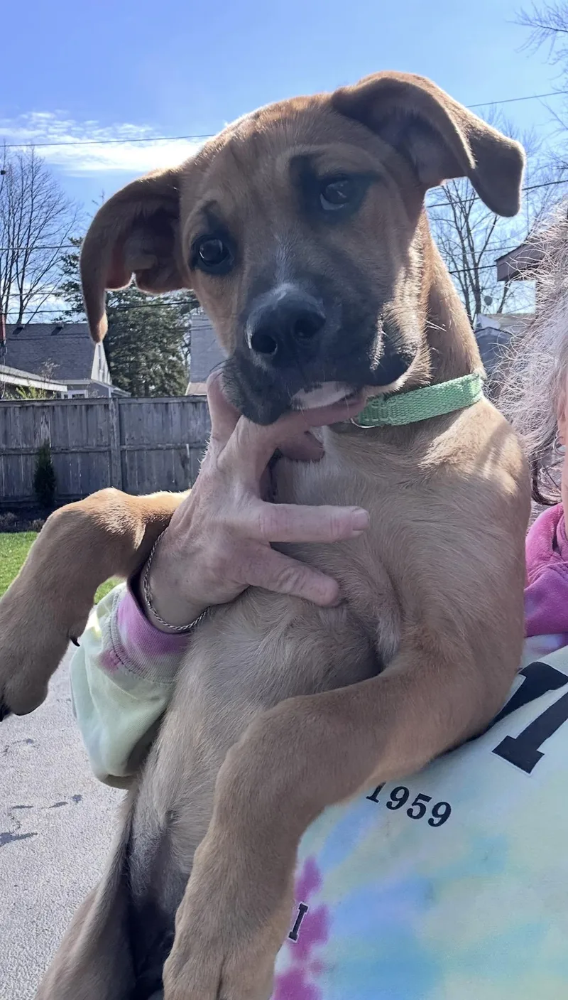 A baby medium-sized female Yellow / Tan / Blond / Fawn Labrador Retriever dog named Roses for adoption in Wonder Lake, IL