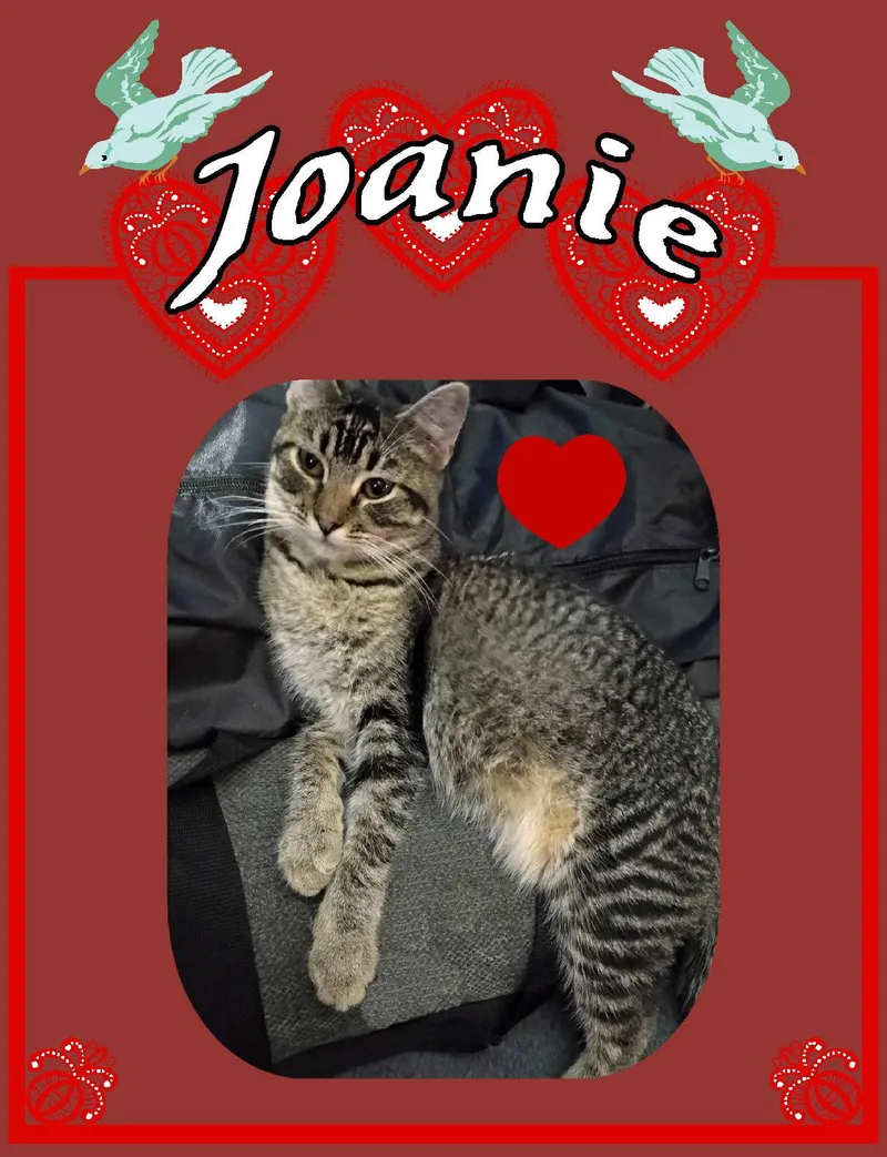 A baby medium-sized female Tabby cat named Joanie for adoption in Piedmont, MO