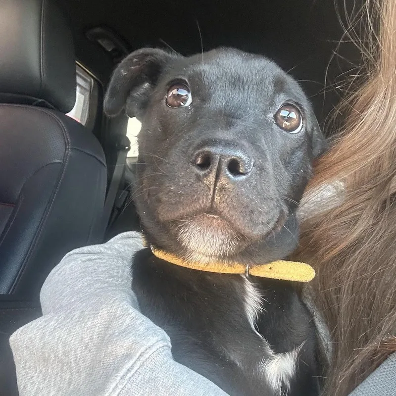 Juliet C thumbnail 2