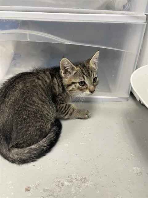 A baby small-sized female Domestic Short Hair cat named Cassie for adoption in Santa Cruz, CA