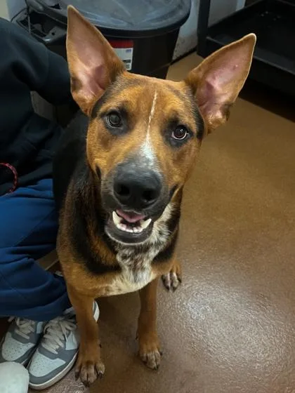 A young medium-sized male Shepherd dog named Ricky for adoption in Winfield, KS