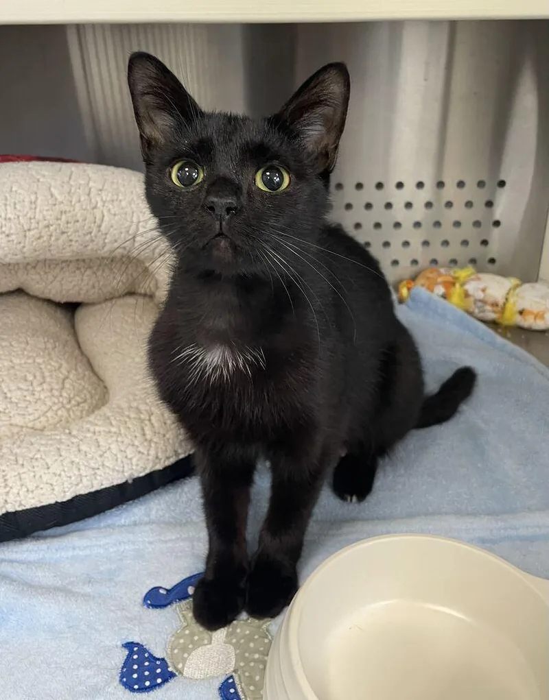 A young small-sized female Domestic Short Hair cat named Winifred for adoption in Jackson, MI