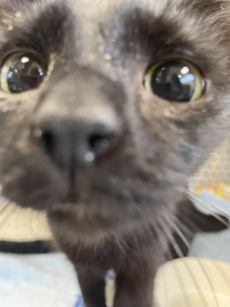 Winifred thumbnail 2