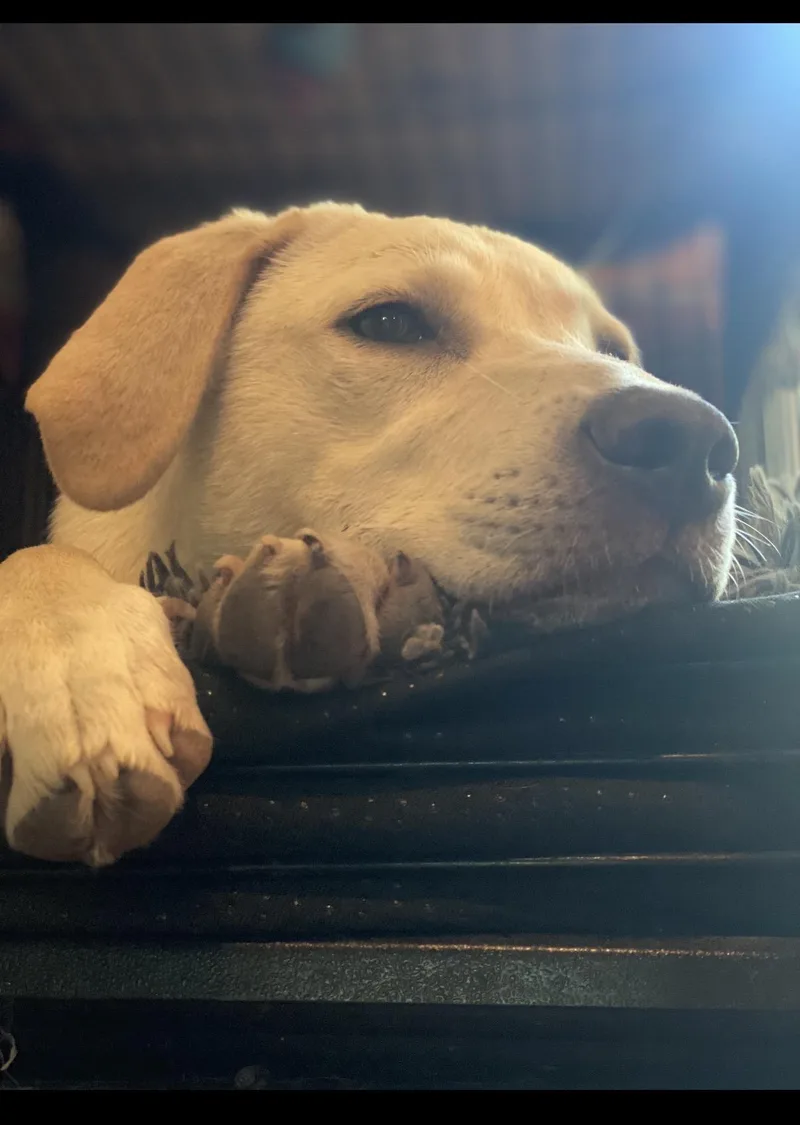 A young medium-sized female Yellow / Tan / Blond / Fawn Yellow Labrador Retriever dog named Rosie for adoption in Kiln, MS