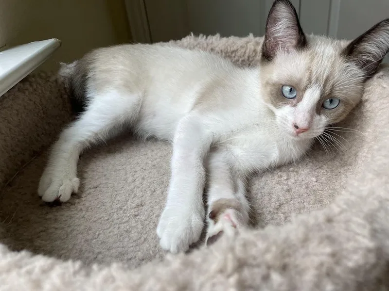 A baby small-sized male Cream / Ivory Siamese cat named Nini Coco for adoption in Austin, TX