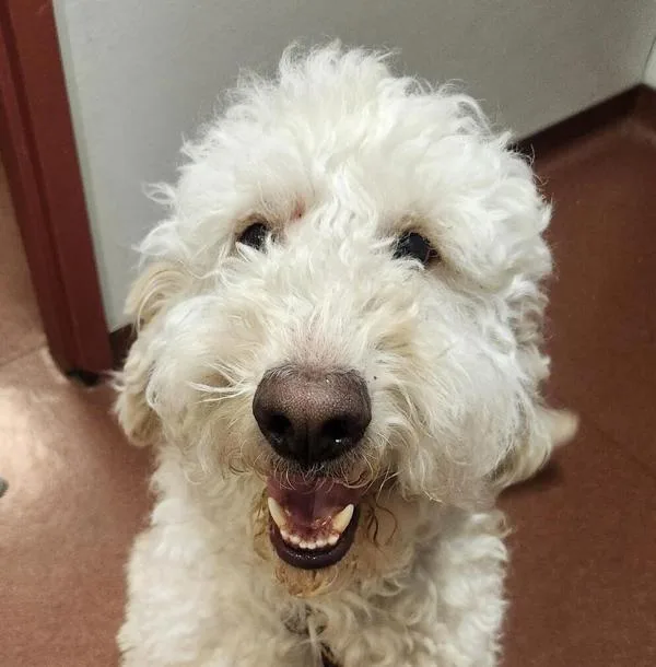 An adult large-sized male Labradoodle dog named Duke for adoption in Dublin, CA