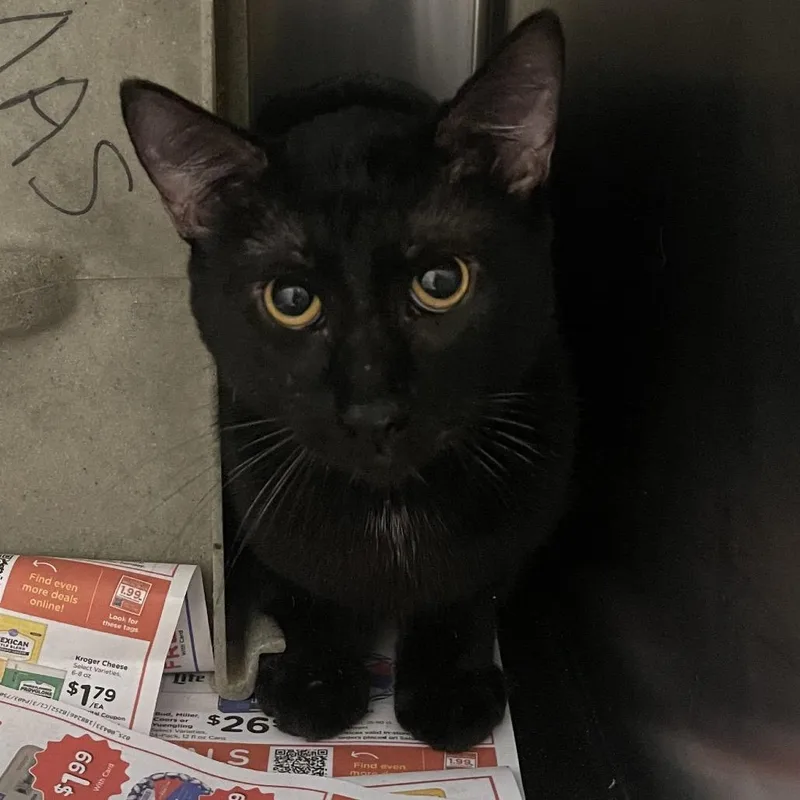 An adult medium-sized male Black Domestic Short Hair cat named Elephant for adoption in Memphis, TN