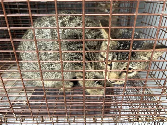 A baby small-sized female Domestic Short Hair cat named A for adoption in Houston, TX