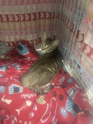 A baby small-sized male Domestic Short Hair cat named Froot By The Foot for adoption in Gainesville, FL