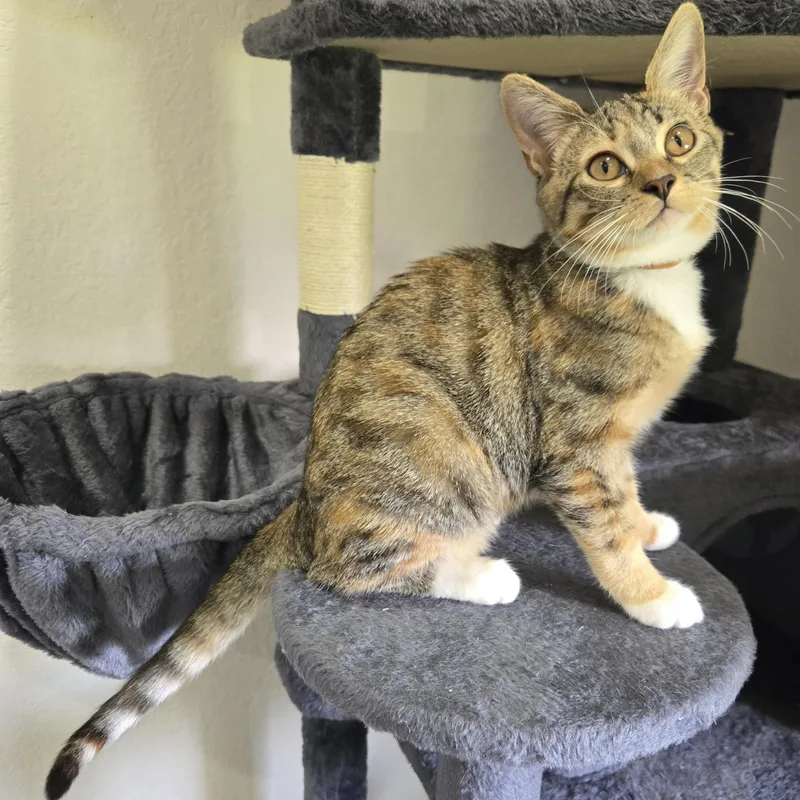A baby small-sized female Tabby (Buff / Tan / Fawn) Domestic Short Hair cat named Shilo for adoption in Boca Raton, FL