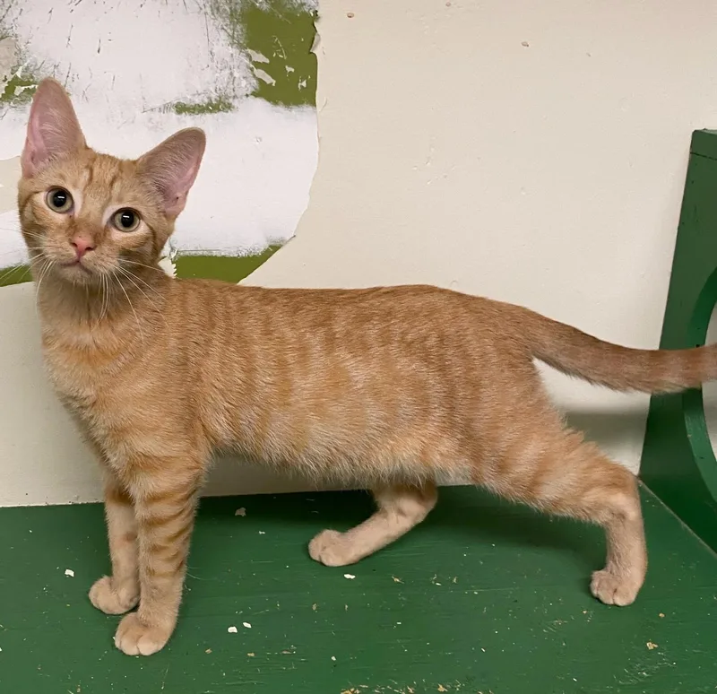 A baby medium-sized male Tabby (Orange / Red) Domestic Short Hair cat named Fielding for adoption in Los Angeles, CA