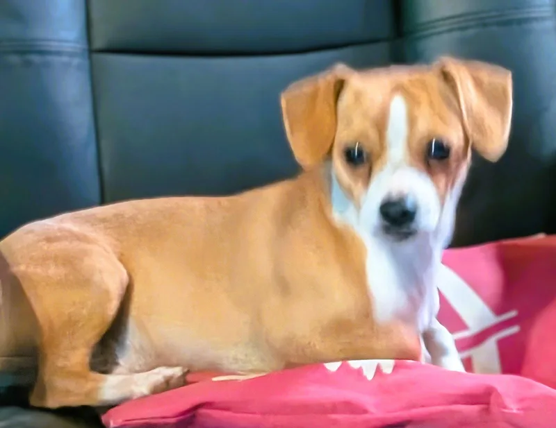 An adult small-sized male Chihuahua dog named Toast for adoption in Crescent, OK