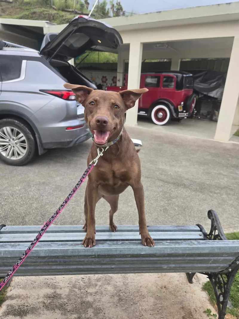 Cinnamon thumbnail 2