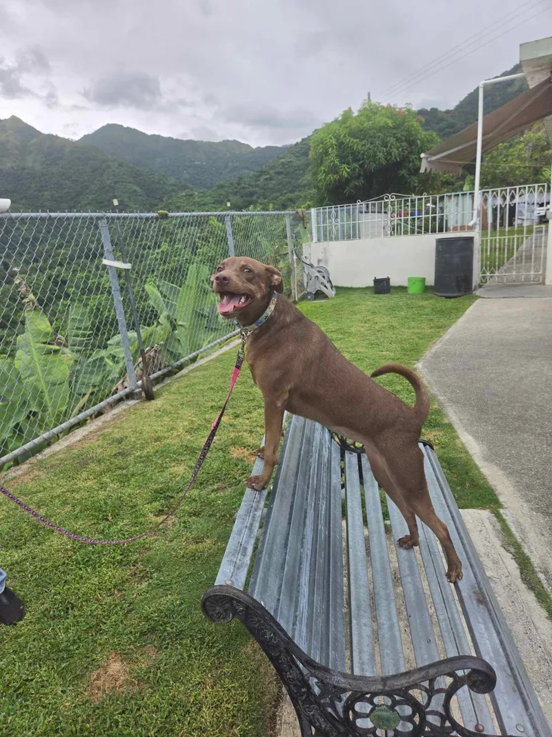 Cinnamon thumbnail 3