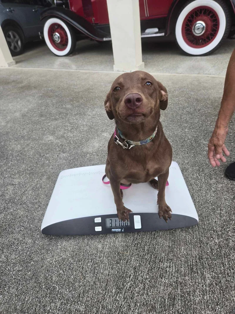 Cinnamon thumbnail 4