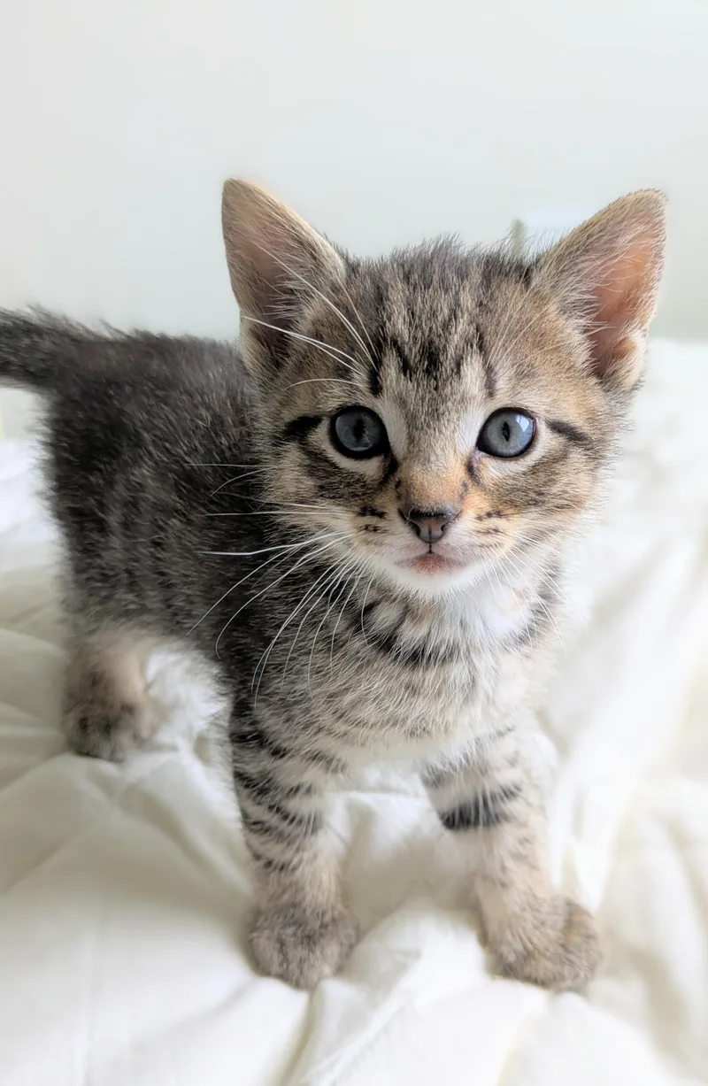 A baby medium-sized female Tabby (Brown / Chocolate) Domestic Short Hair cat named Peach Cobbler for adoption in Omaha, NE