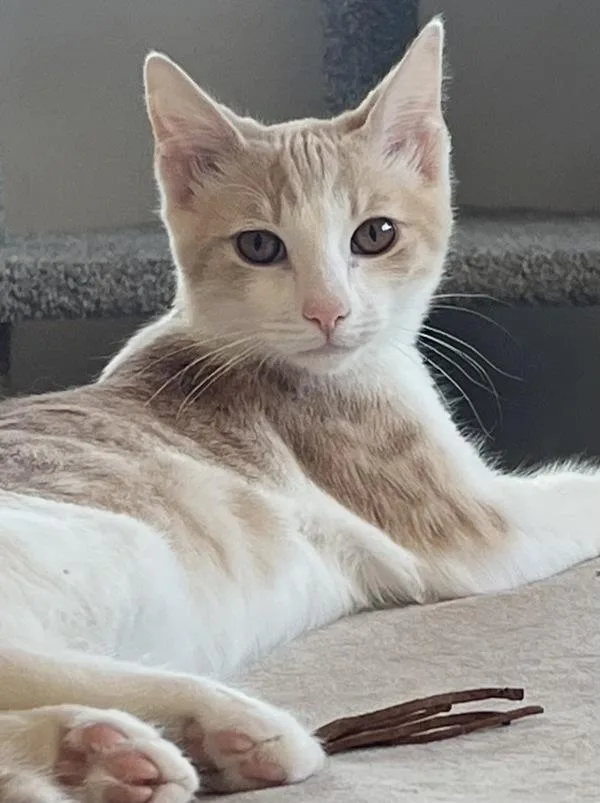 A baby small-sized male Domestic Short Hair cat named Spencer for adoption in Oakland, CA