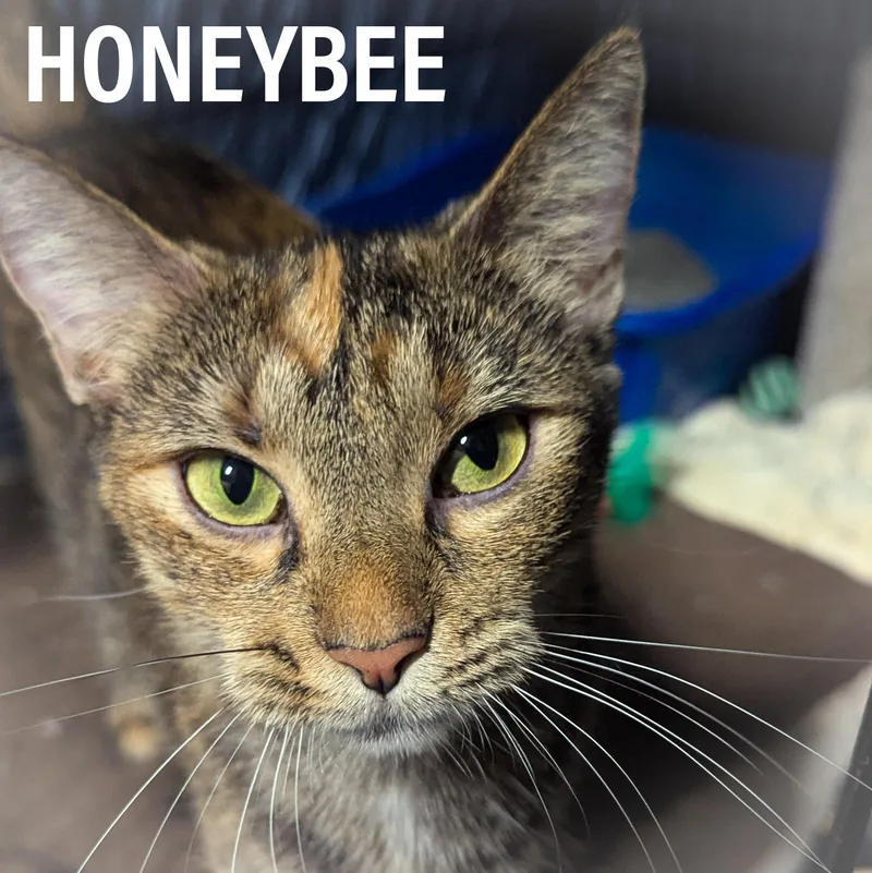 Honeybee