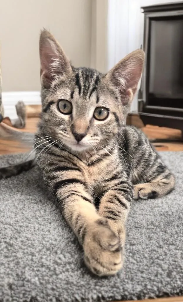 A baby medium-sized female Tabby (Brown / Chocolate) Domestic Short Hair cat named Buckle Bunny for adoption in Houston, TX