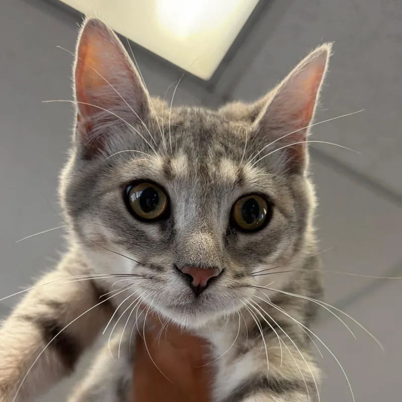 A baby small-sized male Gray / Blue / Silver Domestic Short Hair cat named Mermaid Man for adoption in Santa Barbara, CA