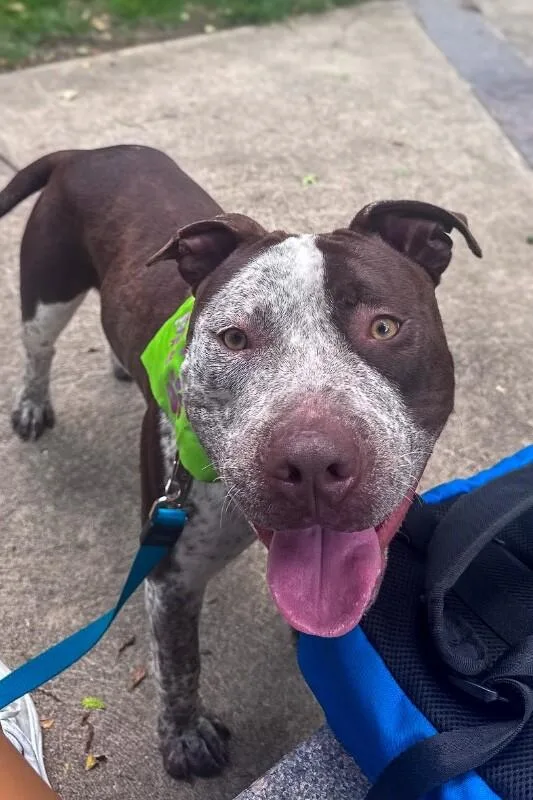 An adult large-sized male Brown / Chocolate Mixed Breed dog named Chicken for adoption in Cincinnati, OH